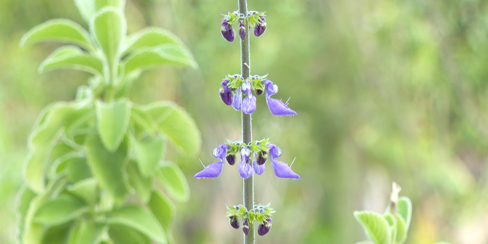 Rio de Janeiro city opens medicinal plant pharmacy