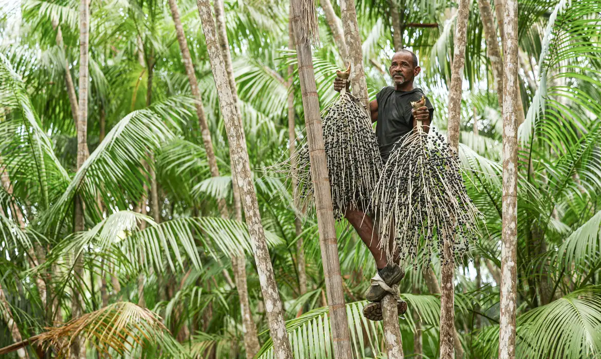 Salvaterra (PA), 09/10/2025 - Valter dos Santos Barbosa, conhecido como Coroa, é um dos trabalhadores que fazem a colheita de açaí plantado em sistema de agrofloresta. Foto: Marcelo Camargo/Agência Brasil