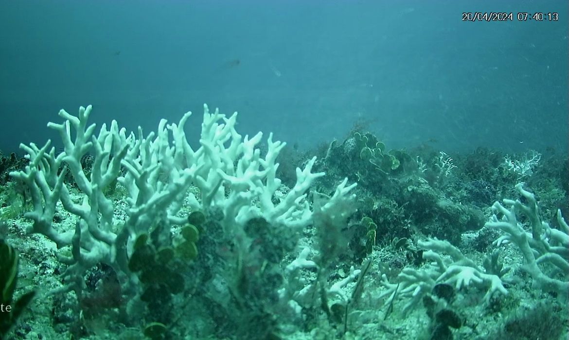 BRANQUEAMENTO DE CORAIS - PE - Banco de corais de cadeia submersa do Norte do Brasil mostram branqueamento. - Millepora Branca Sueste. Foto: UFPE