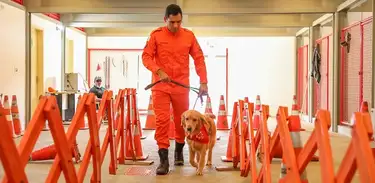 Cão-guia do Corpo de Bombeiros Militar do Distrito Federal