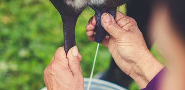 Nova tecnologia nutricional , traz ganhos para o desempenho de vacas leiteiras, além de e reduzir a emissão de gás metano. 