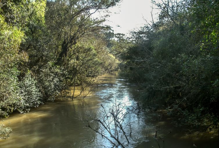 Floresta Nacional de Irati. Foto: ICMBIO/Gov.Br