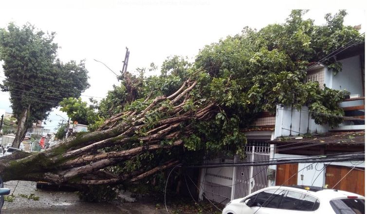 Na Ilha do Governador, árvore caiu sobre uma casa