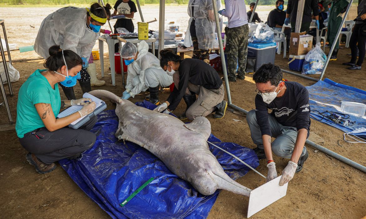Researchers from the Mamiraua Institute for Sustainable Development analyse a dead dolphin recovered from the Tefe lake, which flows into the Solimoes River, affected by high temperatures and drought, in Tefe, Amazonas state, Brazil, October 3, 2023. REUTERS/Bruno Kelly