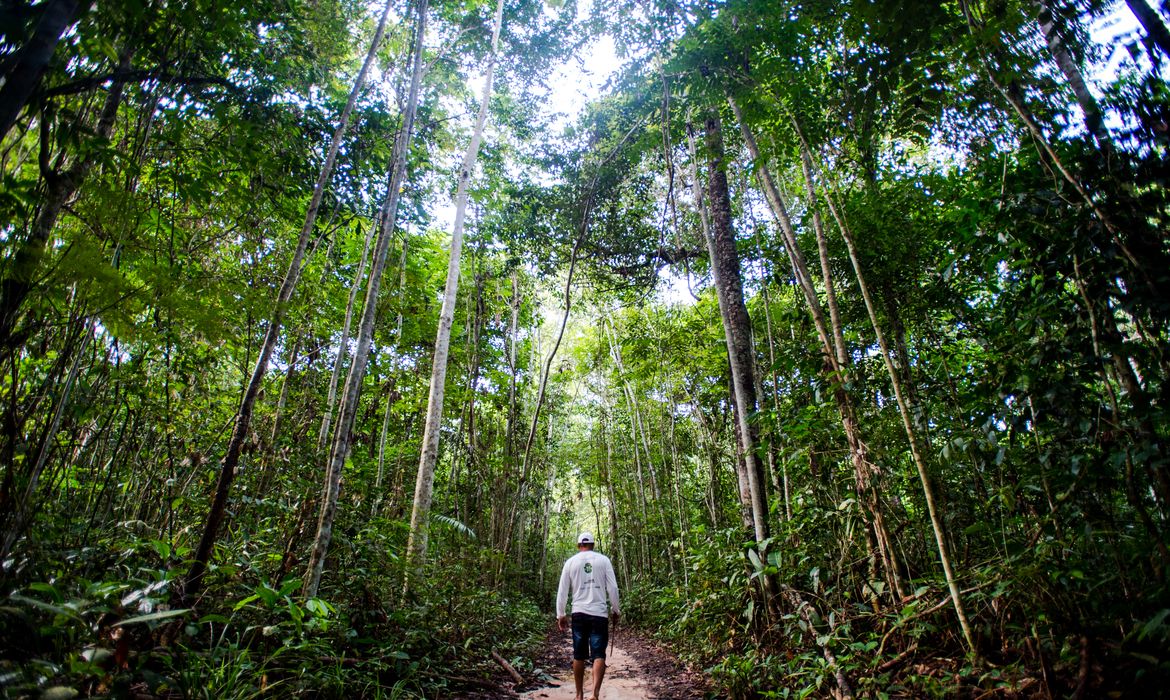 Juruena, MT, Brasil: Antônio Bento de Oliveira caminha em busca de castanheiras por área da reserva legal comunitária do assentamento Vale do Amanhecer. (Foto: Marcelo Camargo/Agência Brasil)