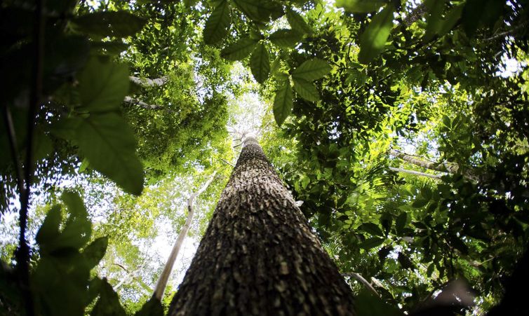 Dia da Árvore: astur destaca roteiro para conhecer a imponência da  floresta - Rádio e TV Encontro das Águas