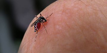 Pesquisa consegue bloquear a transmissão de doenças transmitidas por mosquitos