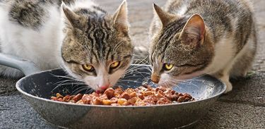 Gatos comendo