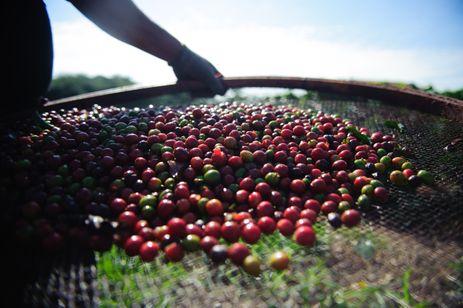 Plantação de café onde pesquisadores da Embrapa estudam os efeitos do aquecimento terrestre e o do aumento de CO2 na atmosfera no comportamento das plantas. 