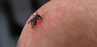 Mosquito da dengue, Aedes aegypti, dengue