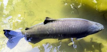 O tambaqui, peixe típico da região amazônica tem sido destaque em  Rondônia trazendo crescimento para economia do estado com uma produção anual acima de 100 mil toneladas em cativeiro, gerando emprego e renda no campo.