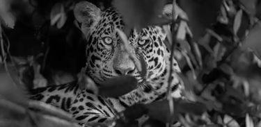 Onça, fotografia ambiental