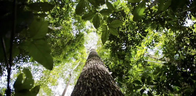 Floresta Amazônica 