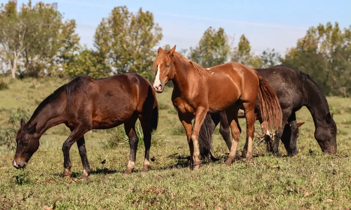 Ministério registra morte de 222 cavalos após ingestão de Nutratta