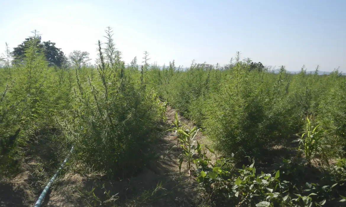 Divulgação Polícia Federal Pedra (PE) - Uma plantação com 36 mil pés de maconha foi destruída pela Polícia Federal (PF) em Pernambuco no município de Pedra (PE).