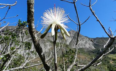Brasília (DF), 16/05/2025 - Flor de Pseudobombax petropolitanum, árvore rupícola ameaçada e endêmica dos inselbergues da Mata Atlântica. Foto: Dayvid R. Couto/Divulgação