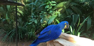 Arara azul 