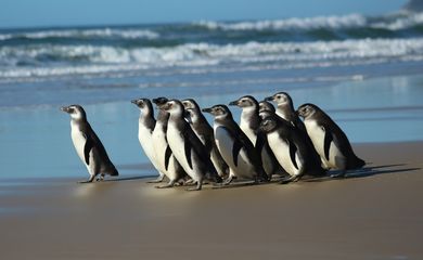 Projeto de Monitoramento de Praias realiza soltura de pinguins na Praia do Moçambique, em Florianópolis (SC). Foto: Agência Petrobras/Divulgação