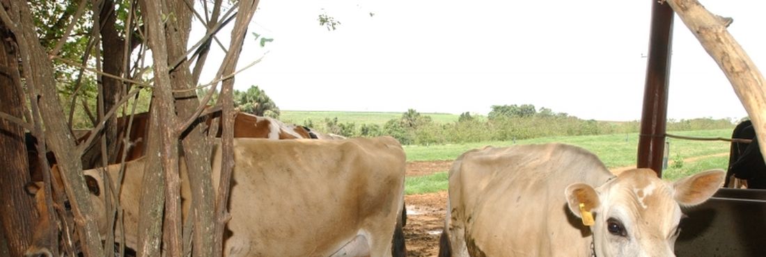 Vacas Brasil possui a melhor classificação possível feita por entidades internacionais em relação à doença da vaca louca