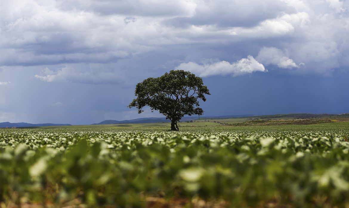Alto Paraíso (GO) - Plantação de soja em área do município de Alto Paraíso mostra o avanço da fronteira agrícola na região da Chapada dos Veadeiros (Marcelo Camargo/Agência Brasil)