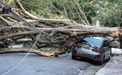 São Paulo (SP), 10/12/2025 -  Queda de árvores sobre carros na rua Paula Ney, na Vila Mariana. Foto: Paulo Pinto/Agência Brasil