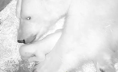 São Paulo (SP) 14/02/2025 - O Aquário de São Paulo divulgou o primeiro caso de sucesso na reprodução de urso polar na América Latina. O filhote, uma fêmea que recebeu o nome Nur. Foto: Aquário de São Paulo/Divulgação