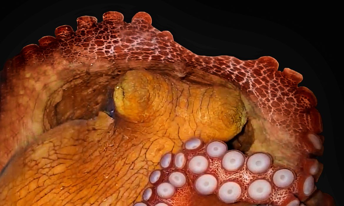 An octopus in seen in its 