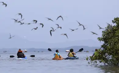 Magé (RJ), 15/10/2024 - Atividade de ecoturismo no manguezal da Piedade, banhado pelo Rio Majé, que desagua na Baía de Guanabara. Foto: Fernando Frazão/Agência Brasil