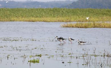 Pássaros na represa Guarapiranga, zona sul da capital.