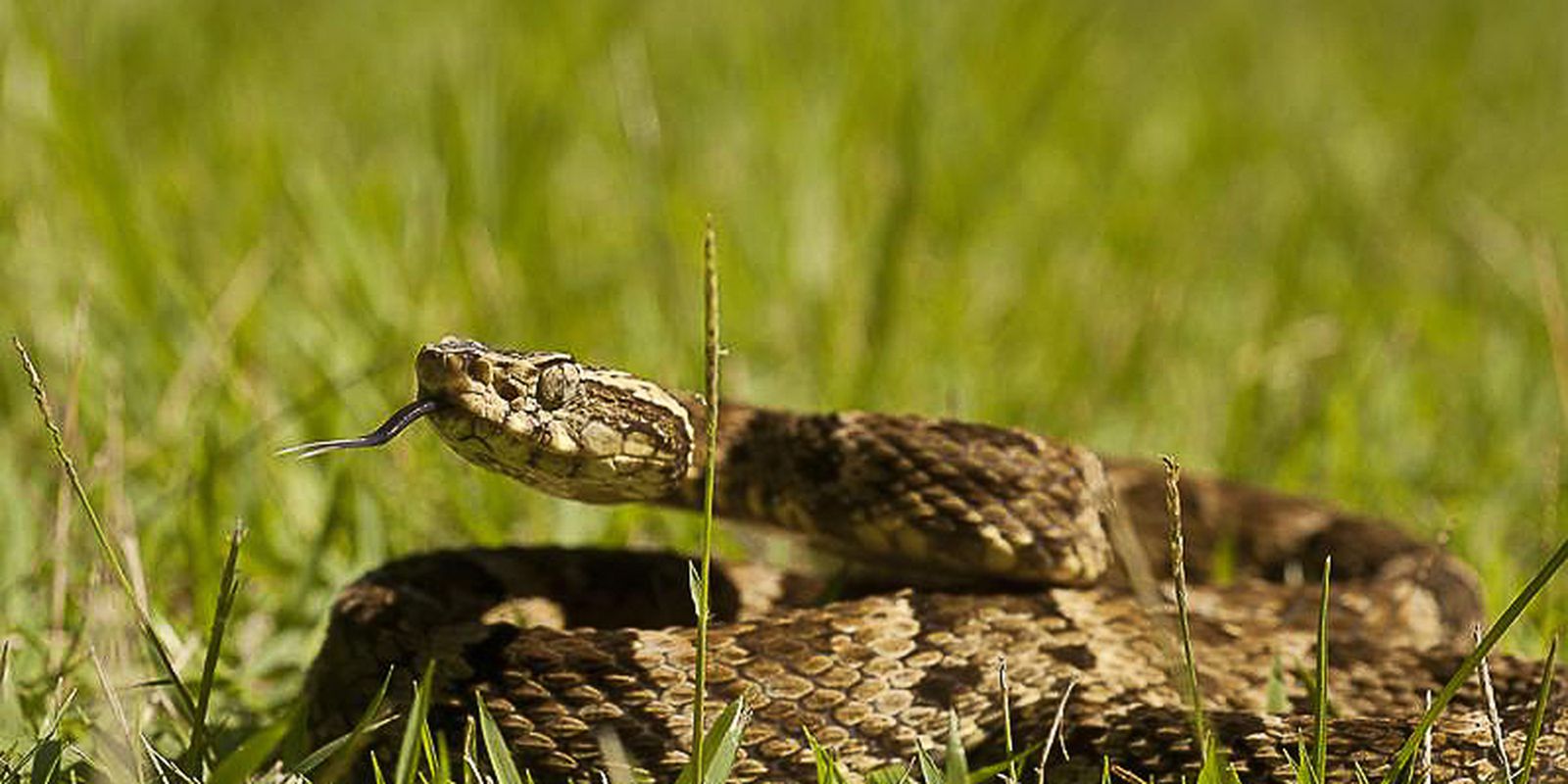 Veneno de serpente tem proteínas com potencial farmacológico