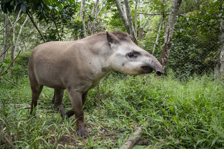 Rio de Janeiro (RJ) -  Soltura de antas do Projeto Guapiaçu - Refauna, REGUA, Rio de Janeiro, Brasil - Antas Jeriva e Juçara. Foto: Vitor Marigo