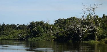 Manguezais da Área de Proteção Ambiental(APA) de Guapi-Mirim e Estação Ecológica da Guanabara, região hidrográfica da Baía de Guanabara, Guapimirim, região metropolitana do Rio de Janeiro. 