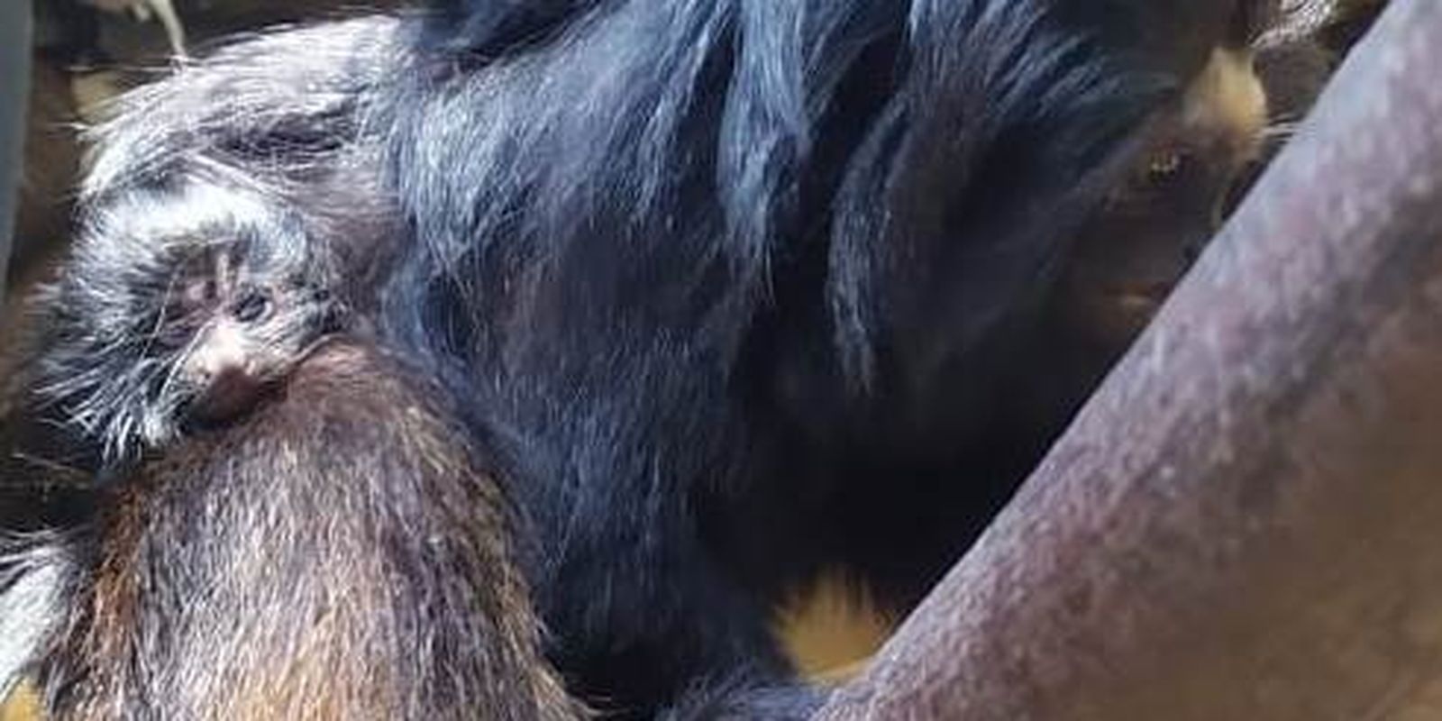 El Zoo de São Paulo anuncia el nacimiento de dos titíes leones negros |  Agência Brasil