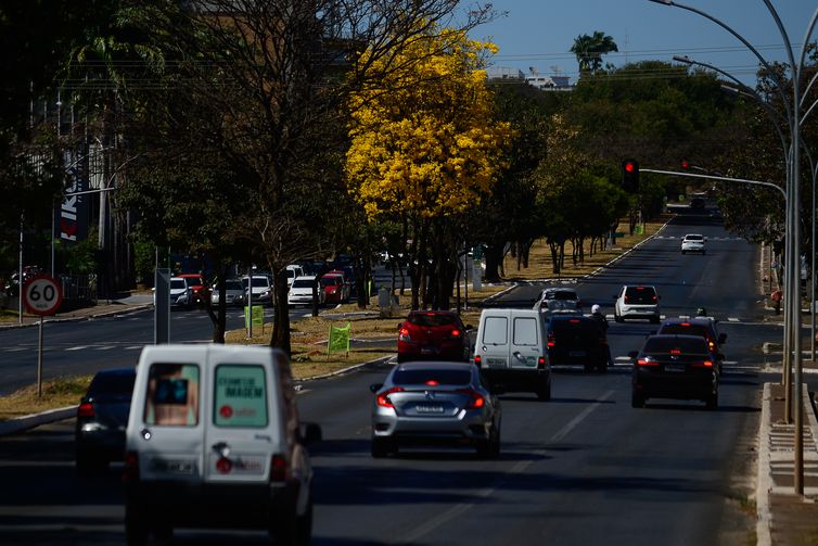 Ipês-amarelos  florescem em  Brasília