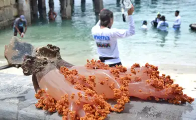 Ambientalistas se mobilizam para retirada de coral invasor na Bahia