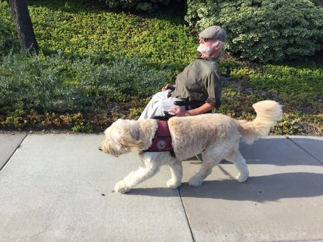 Cães de Terapia acompanha Steve e Tahoe