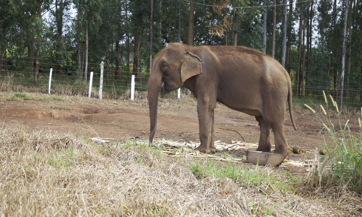 Brasil terá santuário de elefantes na Chapada dos Guimarães (Divulgação/Santuário de Elefantes Brasil)