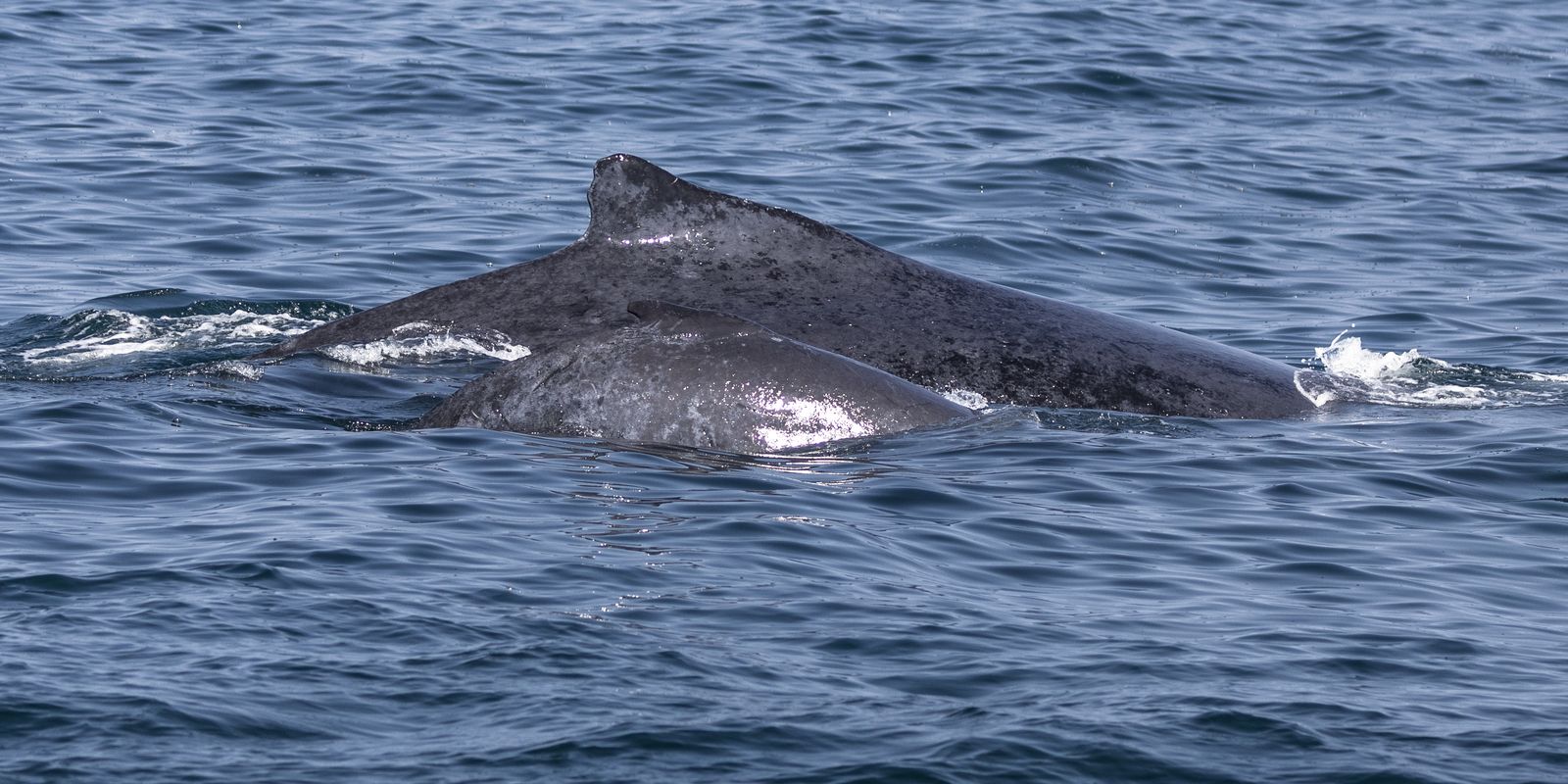 Encontro possibilita oportunidade de observação de baleias na Bahia