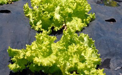 agricultura orgânica