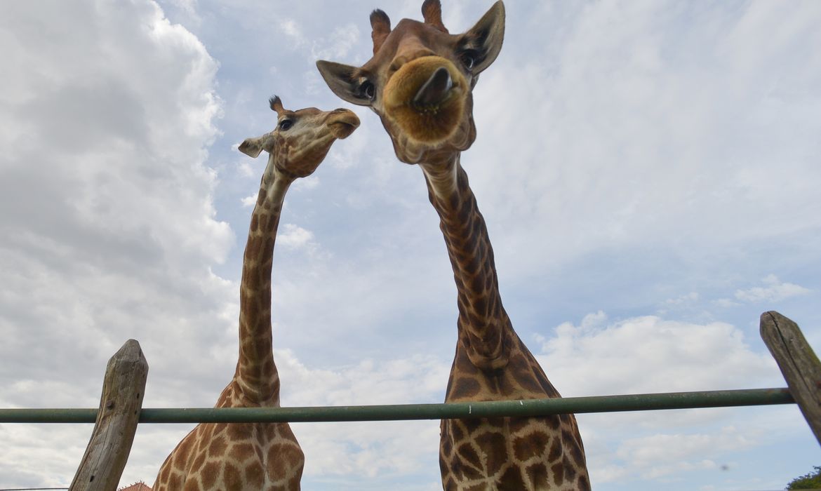 Arquivo/EBC Girafas.jpg