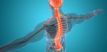 Sistema nervoso central