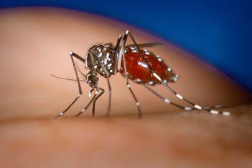 Mosquito fêmea Aedes albopictus
