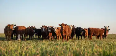 Metodologia mostra como rebanho de diferentes espécies reagem às Mudanças climáticas 