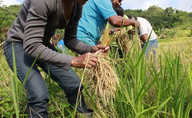 Sessenta pessoas participaram do mutirão da colheita de arroz, na comunidade do quilombo Morro Seco.