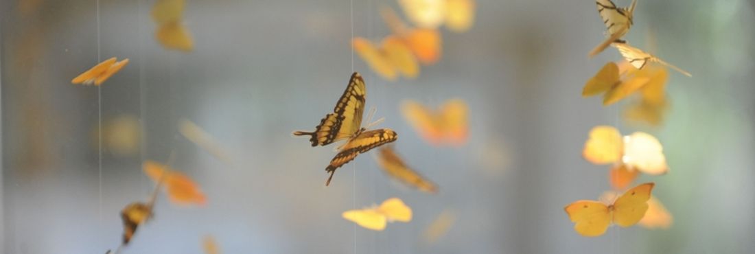 Museu Nacional da Quinta da Boa Vista inaugura na próxima segunda(30) exposição permanente Conchas, Corais e Borboletas, reabrindo duas galerias há mais de quatro anos fechadas ao público Museu Nacional da Quinta da Boa Vista inaugura na próxima segunda(30) exposição permanente Conchas, Corais e Borboletas, reabrindo duas galerias há mais de quatro anos fechadas ao público