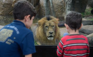 Rio de Janeiro - Crianças observam o leão durante visita ao RioZoo, um dos mais tradicionais zoológicos do Brasil, reaberto hoje (16) ao público (Tomaz Silva/Agência Brasil)