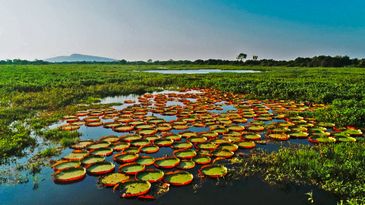 Parque Nacional do Pantanal
