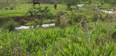 Com a queda de temperatura e paisagens secas, os cavalos precisam de mais atenção com sua alimentação, tanto com a ração quanto com suplementos minerais.