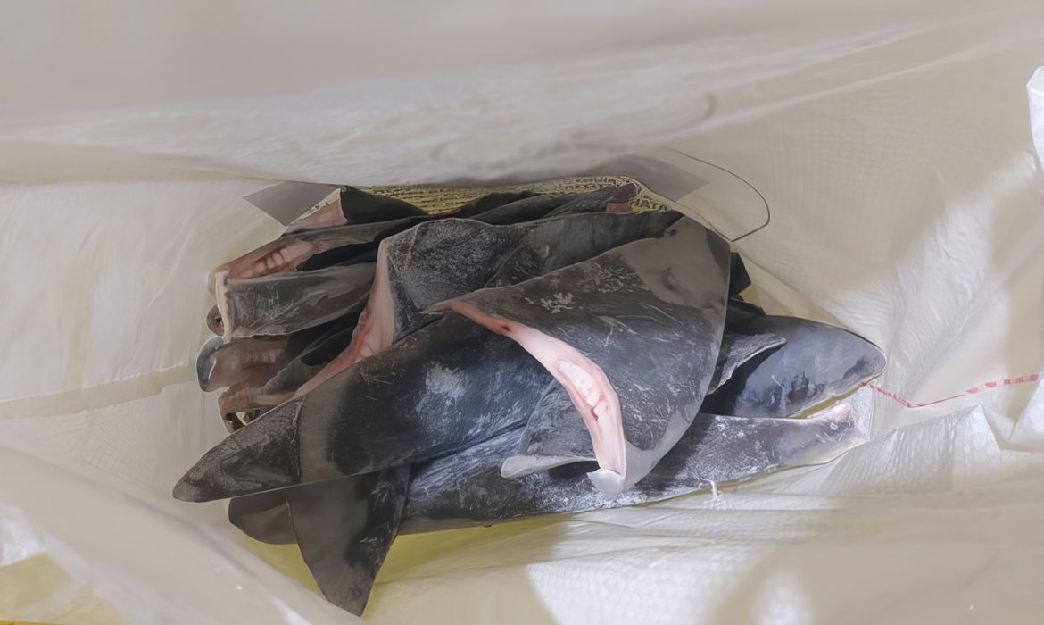 O Ibama apreendeu 28,7 toneladas de barbatanas de tubarão que seriam exportadas, ilegalmente, para a Ásia. As barbatanas declaradas são de duas espécies de tubarão: tubarão Azul (Prionace glauca) e tubarão Anequim, também conhecido como Mako 