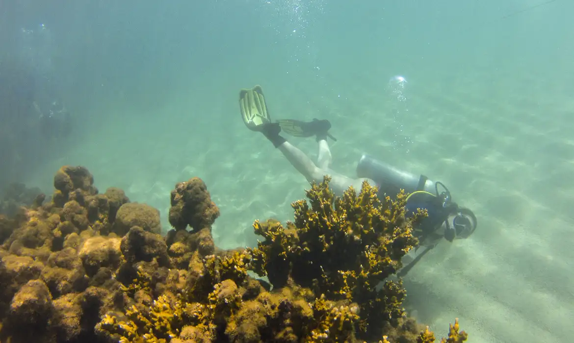 Tamandaré (PE), 25/10/2023 - A bióloga Janaína Bumbeer, doutora em Ecologia e Conservação Marinha, observa o coral-de-fogo (Millepora alcicornis) durante mergulho no recife Pirambu, na APA Costa dos Corais. Foto: Fernando Frazão/Agência Brasil